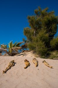 fango tumbadas al sol
